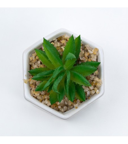Planta suculenta artificiala in ghiveci F419-308-6 Pami Flower 5x6.5 cm Verde