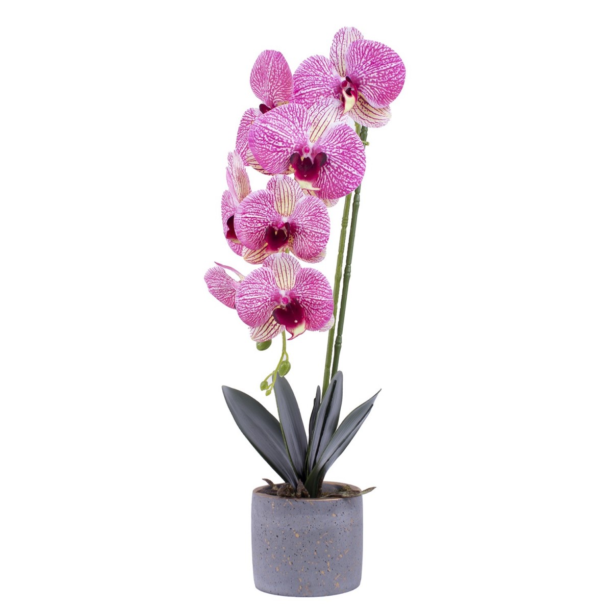 Orhidee in Ghiveci Ceramic pentru Décor Casa PAMI